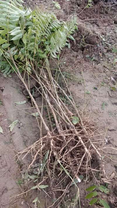 出售臭椿苗，巨峰葡萄苗。药用连翘苗，科研五号优质种苗，2/5年苗，药用连翘树，挂果树，全国包邮到家！财富密码18534302961