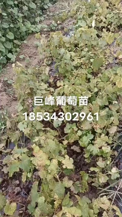 巨峰葡萄苗，一年扦插苗，苗圃基地直销。需要联系我18534302961