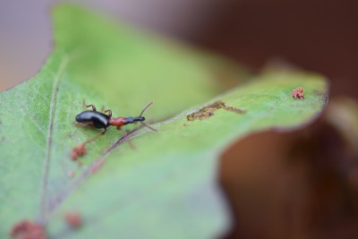 甘薯小象甲的危害与识别