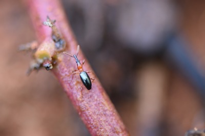 转发《广东省甘薯病虫害绿色防控技术方案》