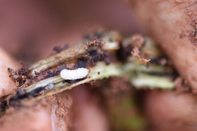 冬季甘薯采收后的田间管理&mdash;&mdash;清洁田园与土壤消毒