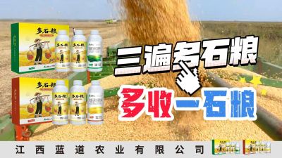 冬季种植，油菜，小麦，草莓等作物的，出现了除草剂药害，黄叶，僵苗，苗不长等问题，马上用多石粮，确保5天见到效果。