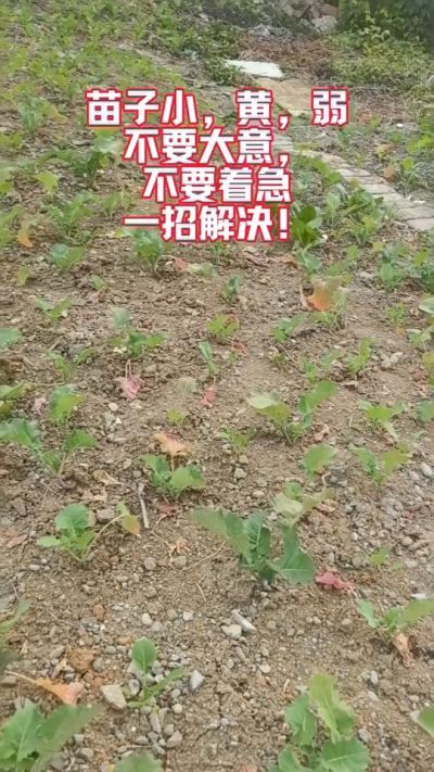 油菜苗子弱苗子小，就用多石粮，5天见效果。