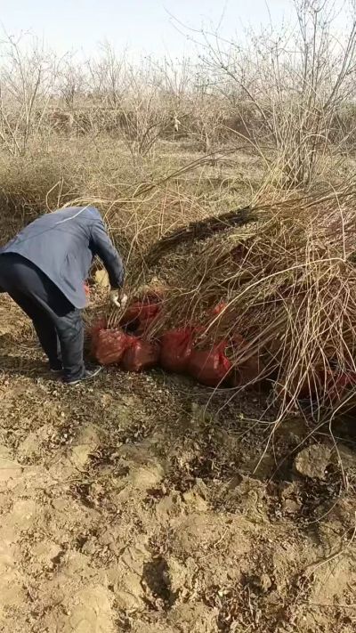 出售药用连翘苗，科研五号优质种苗，2/5年苗，药用连翘树，挂果树，全国包邮到家！财富密码18534302961出售药用连翘苗，科研五号优质种苗，2/5年苗，药用连翘树，挂果树，全国包邮到家！财富密码1