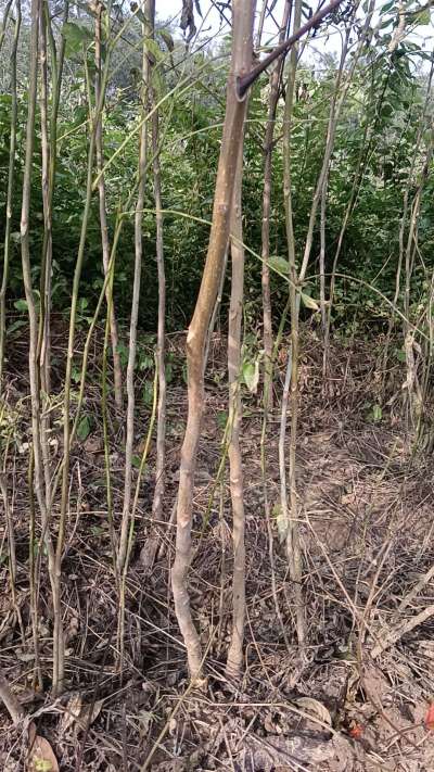 出售臭椿苗，巨峰葡萄苗。药用连翘苗，科研五号优质种苗，2/5年苗，药用连翘树，挂果树，全国包邮到家！财富密码18534302961