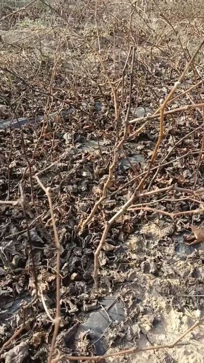 户太八号葡萄苗，，一年扦插苗，需要联系我