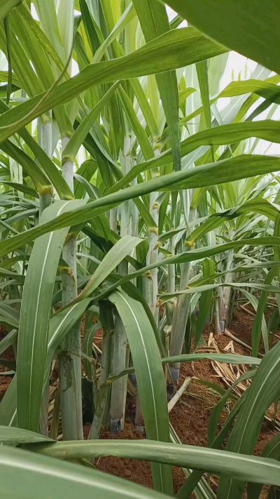 广西黑皮果蔗，从苗期到生长期全过程，高度，叶子长式