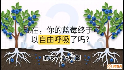 第3节：别把树&ldquo;憋死&rdquo;&mdash;&mdash;正确的定植与换盆手法,   课程：《蓝莓&ldquo;高产&rdquo;实战课：从选苗到丰收的10个关键点》