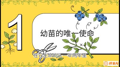 第6节：修剪决定产量（上）&mdash;&mdash;幼苗期与生长期修剪， 课程：《蓝莓&ldquo;高产&rdquo;实战课：从选苗到丰收的10个关键点》