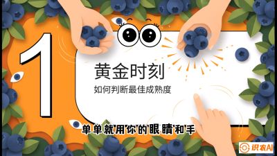 第10节：完美的&ldquo;果粉&rdquo;&mdash;&mdash;采摘时机与保鲜， 课程：《蓝莓&ldquo;高产&rdquo;实战课：从选苗到丰收的10个关键点》