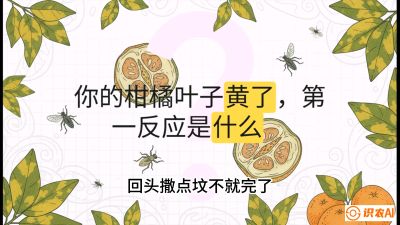 第一节：保命生死线&mdash;&mdash;黄龙病与木虱，课程：《柑橘十大病虫害：从入门到精通》