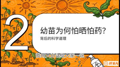 第02节：幼树管理&mdash;&mdash;&ldquo;防晒又防草，树势起得早&rdquo;，课程：《槟榔种植：从不懂到精通的10堂必修课》