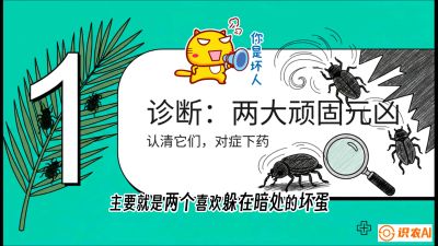 第06节：顽固虫害防治&mdash;&mdash;&ldquo;钻心虫与红蜘蛛，打准时间才服输&rdquo;《槟榔种植：从不懂到精通的10堂必修课》