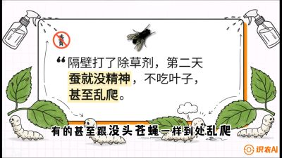 第05节：养蚕人的&ldquo;排雷战&rdquo;&mdash;&mdash;除草剂的生死禁忌，课程：《桑海淘金：桑树高产与蚕桑安全进阶实战课》