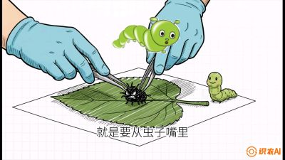 第07节：虫口夺叶（下）&mdash;&mdash;不得不打药时的&ldquo;解毒术&rdquo;，课程：《桑海淘金：桑树高产与蚕桑安全进阶实战课》