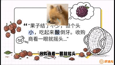 第10节：甜蜜的科学&mdash;&mdash;膨大、增甜与转色，课程：《桑海淘金：桑树高产与蚕桑安全进阶实战课》