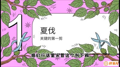 第11节：叶果双收&mdash;&mdash;特殊的夏伐与冬伐，课程：《桑海淘金：桑树高产与蚕桑安全进阶实战课》
