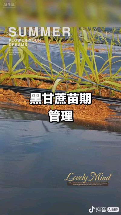 2025年11月份种下去的黑甘蔗苗