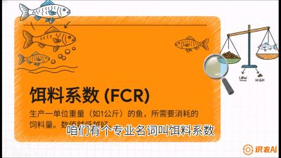 第五节：【高端单品&middot;鳜鱼】&ldquo;饲料鳜&rdquo;技术：打破吃活饵的高成本魔咒，课程：《黄金鳞甲：2025中国淡水鱼高效养殖实战营》
