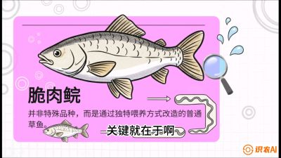 第六节：【老品升级&middot;脆肉鲩】如何让草鱼身价翻倍？，课程：《黄金鳞甲：2025中国淡水鱼高效养殖实战营》