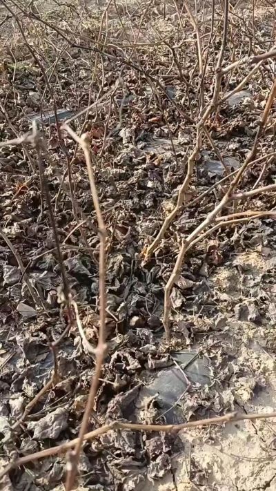 巨峰葡萄苗，一年扦插苗，，全国包邮到家！需要联系18534302961