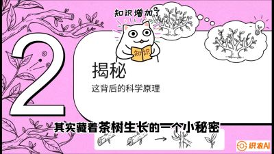 第04节（修剪篇）：树势复活术：从&ldquo;越剪越弱&rdquo;到&ldquo;枝繁叶茂&rdquo;的能量管理与夏秋茶逆袭，课程：《茶金时代：从&ldquo;看天吃饭&rdquo;到&ldquo;精准控局&rdquo;的茶叶高产提质实战课》