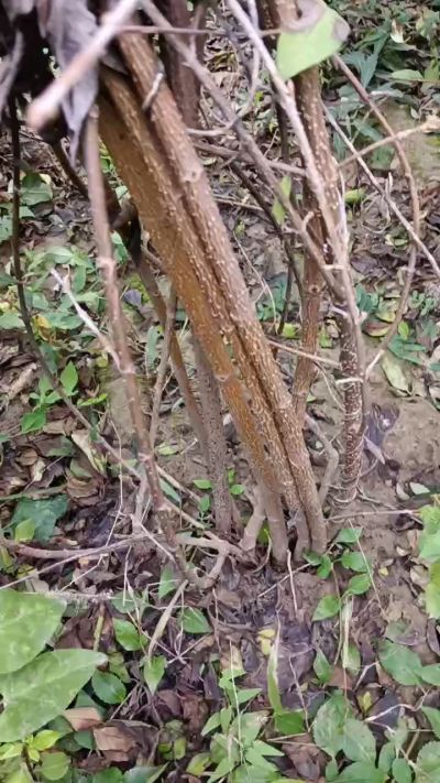 出售药用连翘苗，科研五号优质种苗，2/5年苗，药用连翘树，挂果树，全国包邮到家！财富密码18534302961出售药用连翘苗，科研五号优质种苗，2/5年苗，药用连翘树，挂果树，全国包邮到家！财富密码1