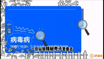 第5节：【病毒病阻击】辣椒的&ldquo;癌症&rdquo;怎么治？从&ldquo;绝收恐慌&rdquo;到&ldquo;带毒生产&rdquo;的逆转术，课程：《辣椒种植实战特训营，从工业辣椒到精品小米辣，教你如何把&ldquo;草&rdquo;种成&ldquo;金&rdquo;》