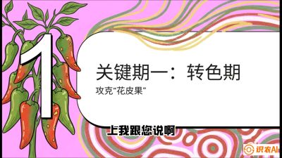 第8节：【小米辣线椒专场】颜值即正义！防花皮、防炭疽，打造收购商抢着要的&ldquo;精品果&rdquo;，课程：《辣椒种植实战特训营，从工业辣椒到精品小米辣，教你如何把&ldquo;草&rdquo;种成&ldquo;金&rdquo;》