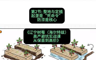 第二节： 整地与定植&mdash;&mdash;起垄是&ldquo;死命令&rdquo;，防涝是核心，课程：《辽宁树莓（海尔特兹）高产避坑实战课：从保苗到高价》