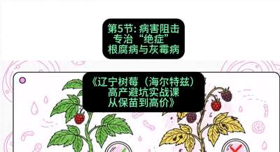 第五节： 病害阻击&mdash;&mdash;专治&ldquo;绝症&rdquo;根腐病与灰霉病，课程：《辽宁树莓（海尔特兹）高产避坑实战课：从保苗到高价》