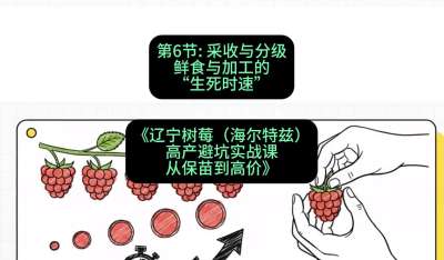 第六节： 采收与分级&mdash;&mdash;鲜食与加工的&ldquo;生死时速&rdquo;，课程：《辽宁树莓（海尔特兹）高产避坑实战课：从保苗到高价》