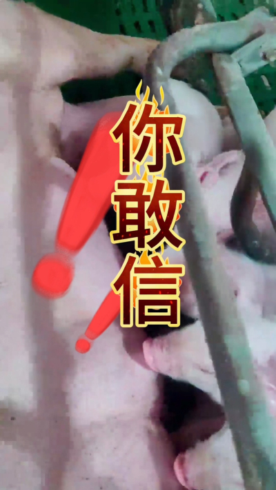 小猪抢不到奶，干瘦不长肉？成活率总上不去？😭
自从用上南商农科这款仔猪补奶机，再也没这烦恼！
✅ 一键设置下料参数，新手也能上手
✅ 恒温补奶，小猪抢着喝，长势超均匀
从车间精工组装到猪场落地使用，每