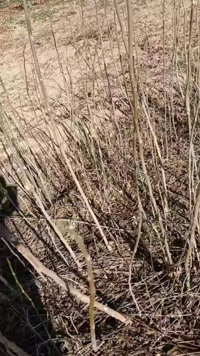 出售臭椿苗，巨峰葡萄苗。药用连翘苗，科研五号优质种苗，2/5年苗，药用连翘树，挂果树，全国包邮到家！财富密码18534302961