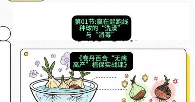 第01节：赢在起跑线&mdash;&mdash;种球的&ldquo;洗澡&rdquo;与&ldquo;消毒&rdquo;，课程：《卷丹百合&ldquo;无病高产&rdquo;植保实战课》#识农AI
