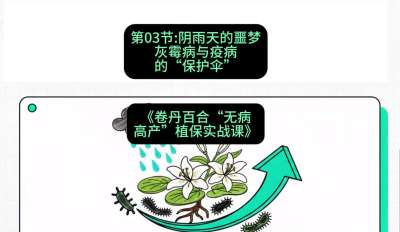 第03节：阴雨天的噩梦&mdash;&mdash;灰霉病与疫病的&ldquo;保护伞&rdquo;，课程：《卷丹百合&ldquo;无病高产&rdquo;植保实战课》#识农AI