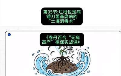 第05节：烂根也是病&mdash;&mdash;镰刀菌基腐病的&ldquo;土壤消毒术&rdquo; ，课程：《卷丹百合&ldquo;无病高产&rdquo;植保实战课》#识农AI