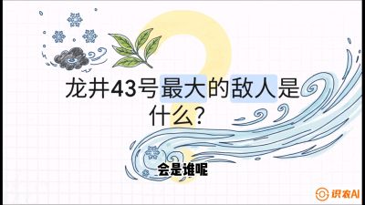 第04节：龙井双璧&mdash;&mdash;龙井43与群体种的差异化护养（重点），课程：《茗茶卫士&mdash;&mdash;茶叶病虫害绿色防控实战课》#识农AI