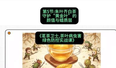 第05节：朱叶齐白茶&mdash;&mdash;守护&ldquo;黄金叶&rdquo;的颜值与蜡质层（重点），课程：《茗茶卫士&mdash;&mdash;茶叶病虫害绿色防控实战课》#识农AI