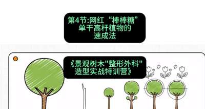 第04节：网红&ldquo;棒棒糖&rdquo;&mdash;&mdash;单干高杆植物的速成法，课程：《景观树木&ldquo;整形外科&rdquo;造型实战特训营》#识农AI