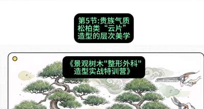 第05节：贵族气质&mdash;&mdash;松柏类&ldquo;云片&rdquo;造型的层次美学，课程：《景观树木&ldquo;整形外科&rdquo;造型实战特训营》#识农AI