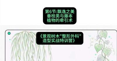 第06节：飘逸之美&mdash;&mdash;垂枝类与藤本植物的牵引术，课程：《景观树木&ldquo;整形外科&rdquo;造型实战特训营》#识农AI