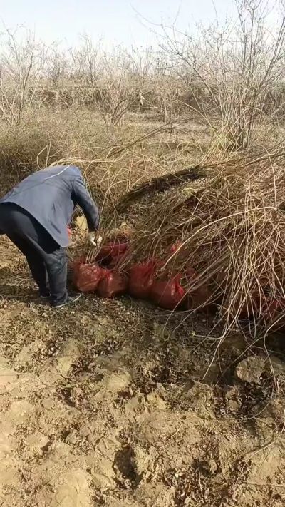 药用连翘树，科研种苗定制树。挂果树，高产树。需要联系18534302961