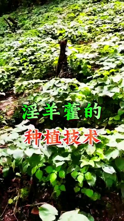 揭秘&ldquo;仙草&rdquo;淫羊藿的种植密码！耐严寒耐贫瘠，林下套种不占耕地，管理简单还能套种其他作物，一亩地的投入两亩地的收益～ 想返乡创业的赶紧码住！ #淫羊藿种植技术 #返乡创业项目 #药材种植指南 #农业新风