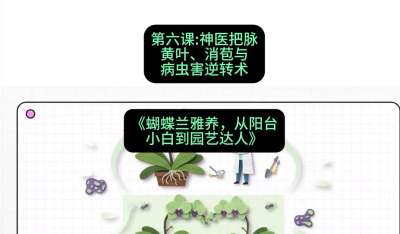 第六节：神医把脉：黄叶、消苞与病虫害逆转术，课程：《蝴蝶兰雅养六讲：从阳台小白到园艺达人》#识农AI
