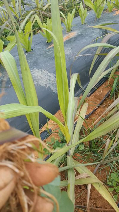黑甘蔗种植下去，三个月。第一次追肥，